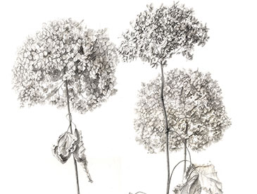 Hydrangea Annabel
